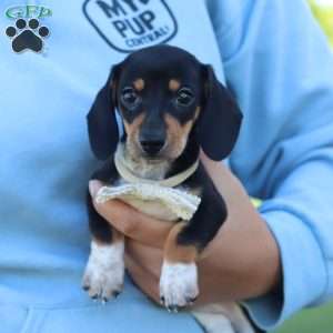 Duke, Dachshund Puppy